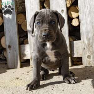 Blue Streak, Great Dane Puppy